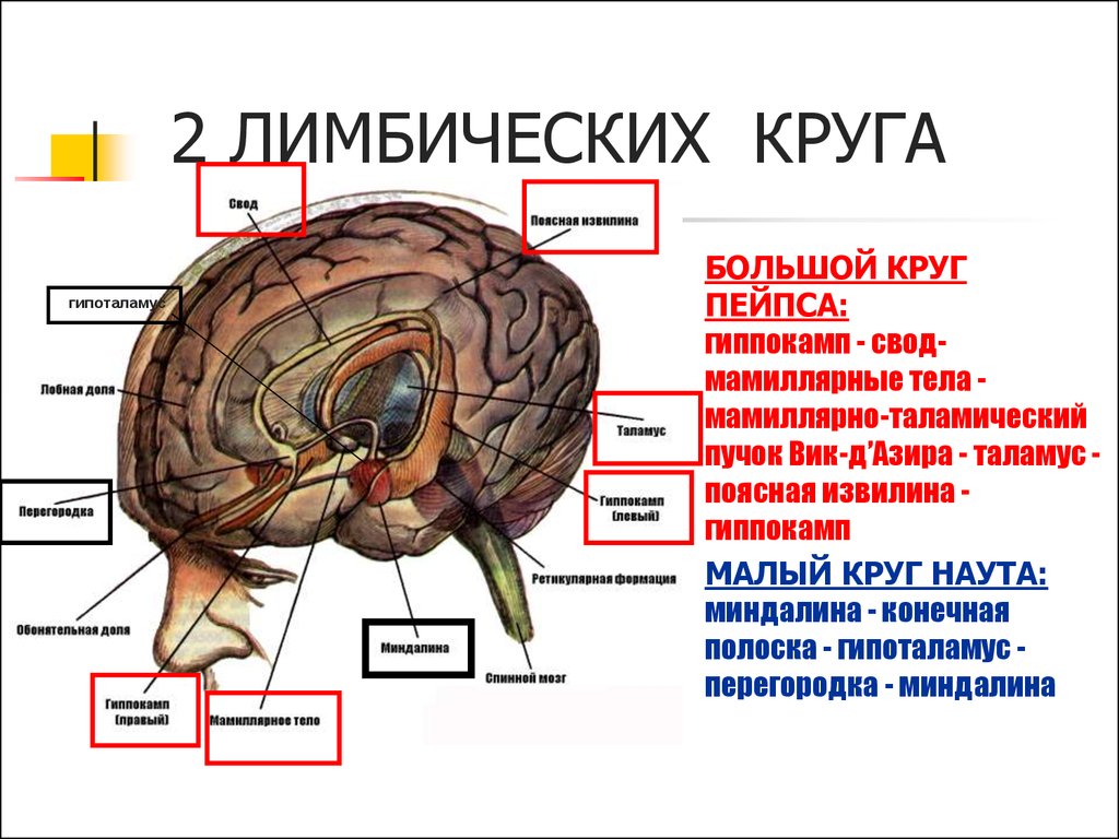 Лимбическая структура мозга. Атлас мозга человека лимбическая система. Круг Пейпеца лимбическая система. Лимбическая система круг Наута функции. Гиппокамп мамиллярные тела.