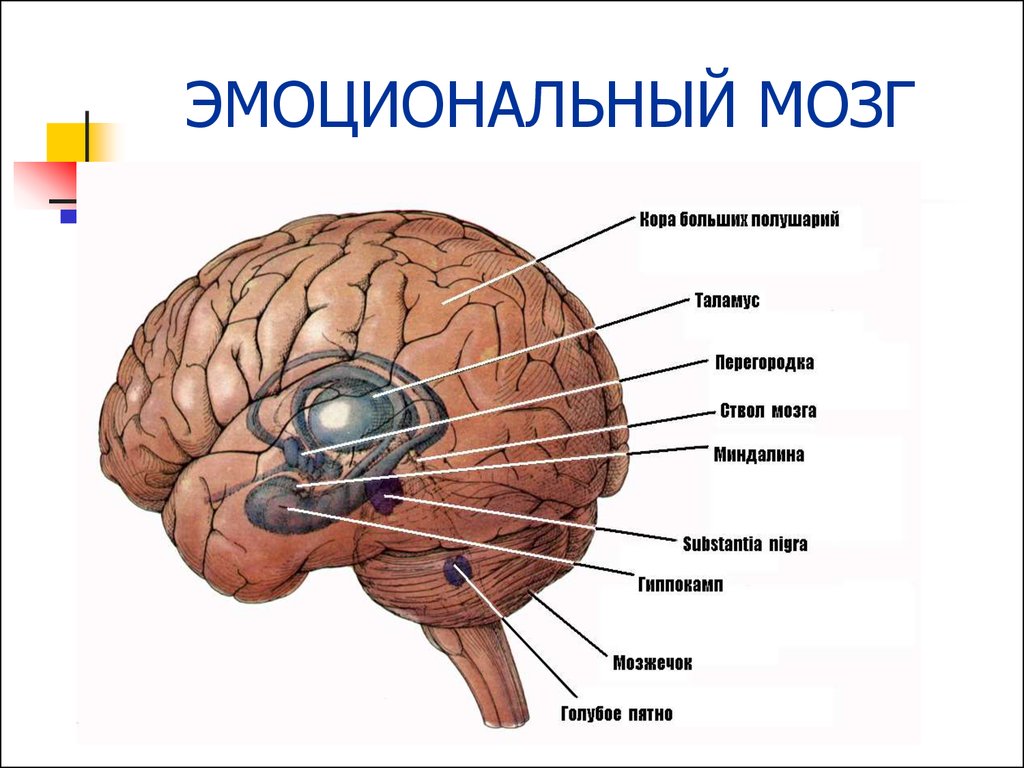 Головной мозг связан со. Лимбическая система головного мозга физиология. Эмоциональные структуры мозга. Эмоциональный центр мозга. Центр эмоций в мозге.