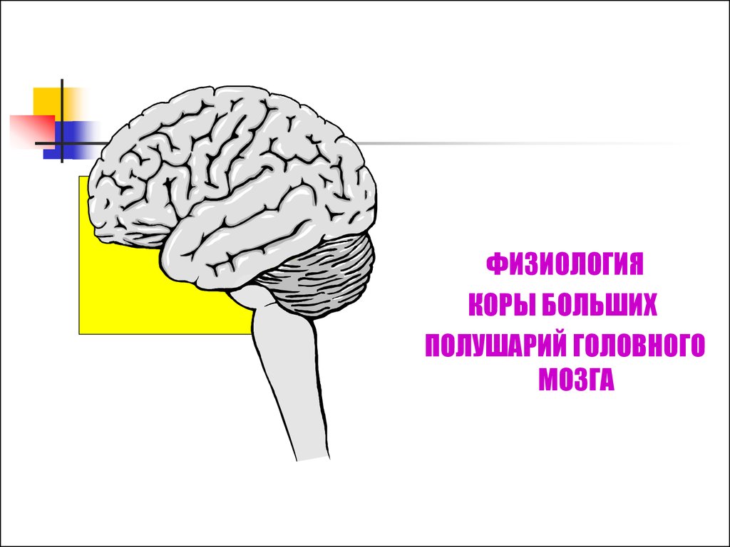 Кору и полушария в головном мозге имеют. Физиология больших полушарий головного мозга. Физиология коры большого мозга. Физиология коры полушарий мозга.