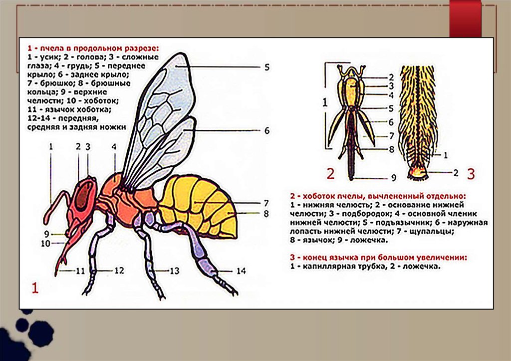 Состав осы. Внутренне строение пчелы. Внешнее и внутреннее строение пчелы. Внешнее строение медоносной пчелы. Строение пчелы голова грудь брюшко.