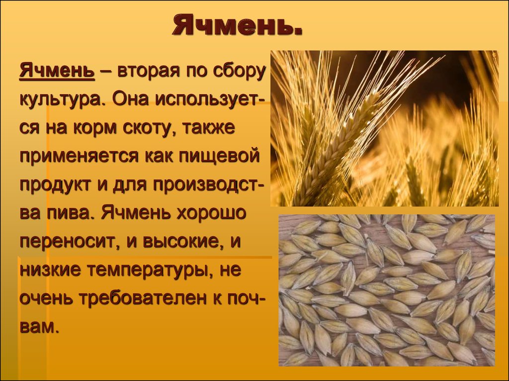 Какие зерновые культуры выращивали в россии. Ячмень. Злаки для детей. Ячмень информация.