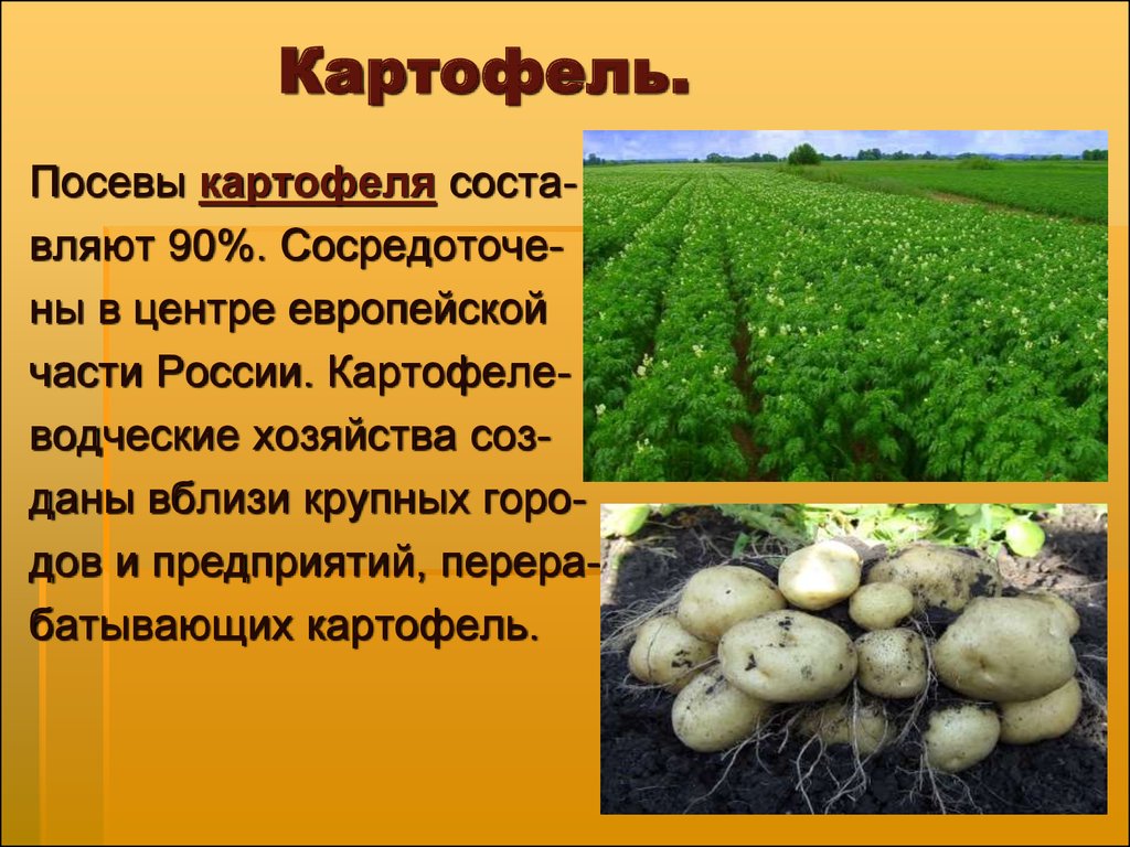Откуда картошка в россии. Картофель презентация. Картошка для презентации. Сообщение о картошке. Презентация на тему картошка.