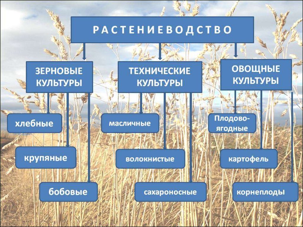 К сельскохозяйственным организациям относятся. Отрасли сельского хозяйства России 9 класс Растениеводство. Отрасли растениеводства 9 класс география. Схема отрасли растениеводства. Отраслирастениводства.