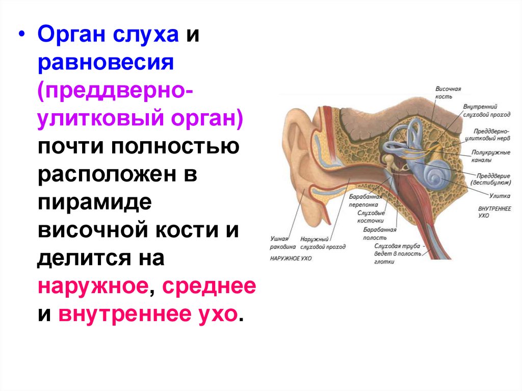 Орган слуха характеристики. Строение органа слуха и равновесия анатомия. Основные структуры органа слуха и равновесия. Строение органа слуха и равновесия. Орган слуха и орган равновесия.