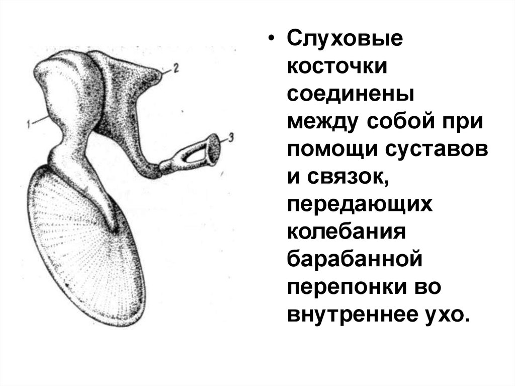 Слуховые косточки. Слуховые косточки соединены между собой. Барабанная перепонка и слуховые косточки. Слуховые ядра. Слуховые косточки передают колебания на барабанную перепонку.