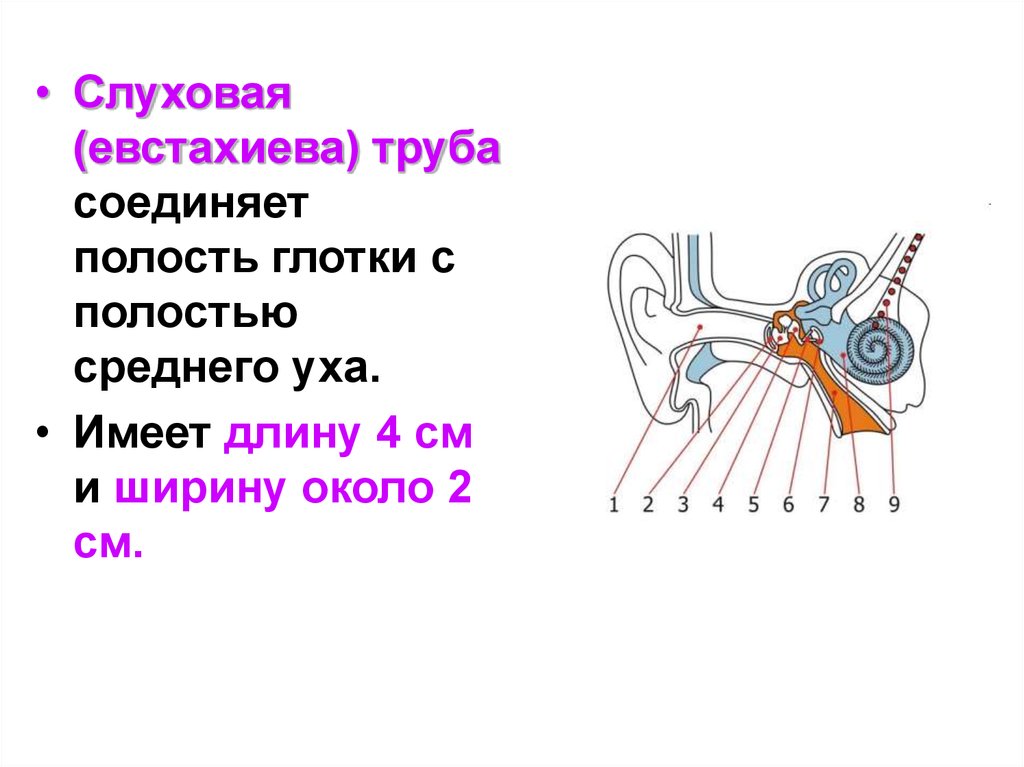 Слуховая труба соединяет среднее ухо с глоткой. Евстахиева труба соединяет полость. Слуховая труба соединяет с глоткой. Евстахиева труба соединяет среднее ухо с. Слуховая труба соединяет полость среднего уха с.