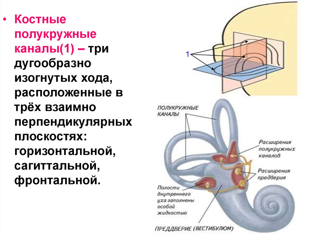 Три полукружных канала в ухе. Полукружные канальцы функции. Где располагаются полукружные каналы. Строение полукружных канальцев. Полукружные каналы внутреннего уха ампулы.