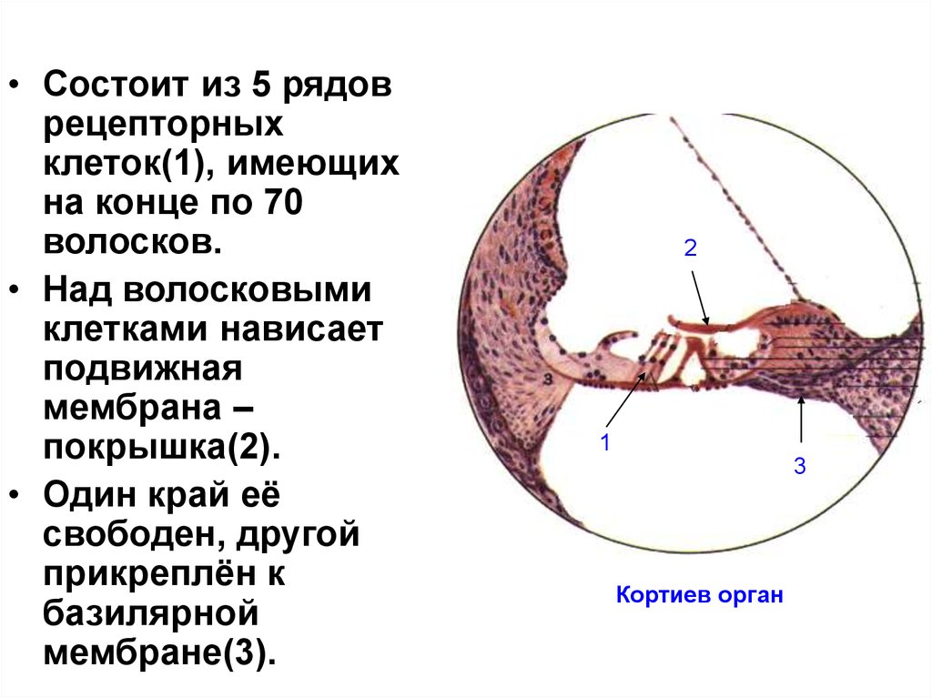 Орган слуха гистология презентация