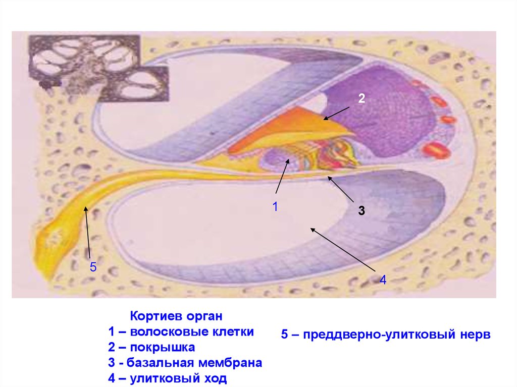 Волосковые клетки кортиева органа. Кортиев орган базальная мембрана. Кортиев орган волосковые клетки. Кортиев нерв. Базальная мембрана улитки.