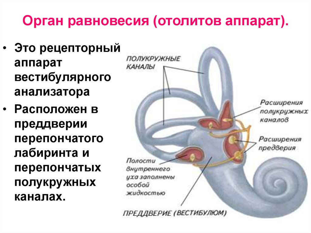 Вестибулярный аппарат в ухе человека. Отолитовый аппарат и полукружные каналы. Вестибулярный анализатор внутреннее ухо. Орган равновесия полукружные каналы. Структуры уха и вестибулярного аппарата.