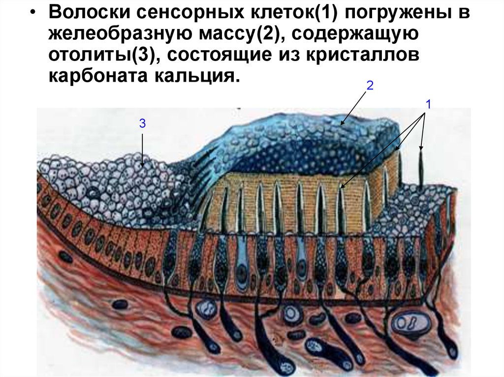 Отолиты в вестибулярном аппарате фото