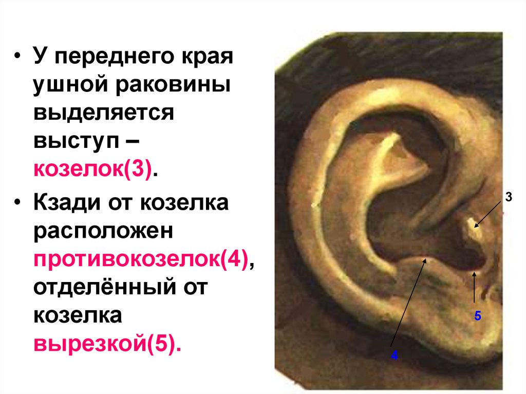 Особенности ушной раковины. Противокозелок ушной раковины. Передний Выступ ушной раковины. Козелок (Выступ у основания ушной раковины). Противокозелок ушной раковины у человека.