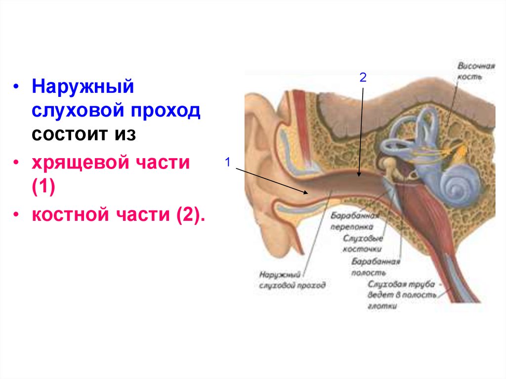 Расположение ушных каналов