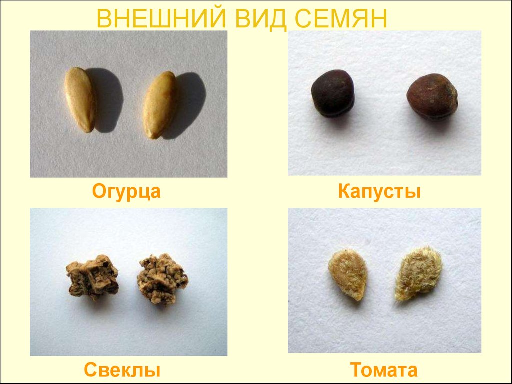 Форма семян. Внешний вид семян. Семена внешний вид. Семена разных растений. Семена растений с названиями.