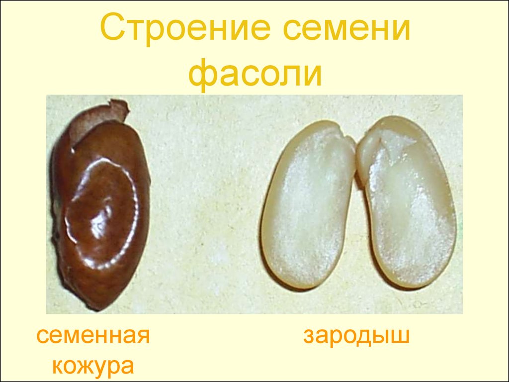 Семя фасоли в сформированном зародыше фасоли хорошо