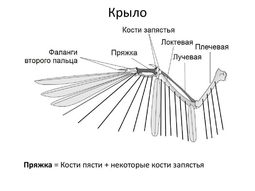 Крылья рода схема