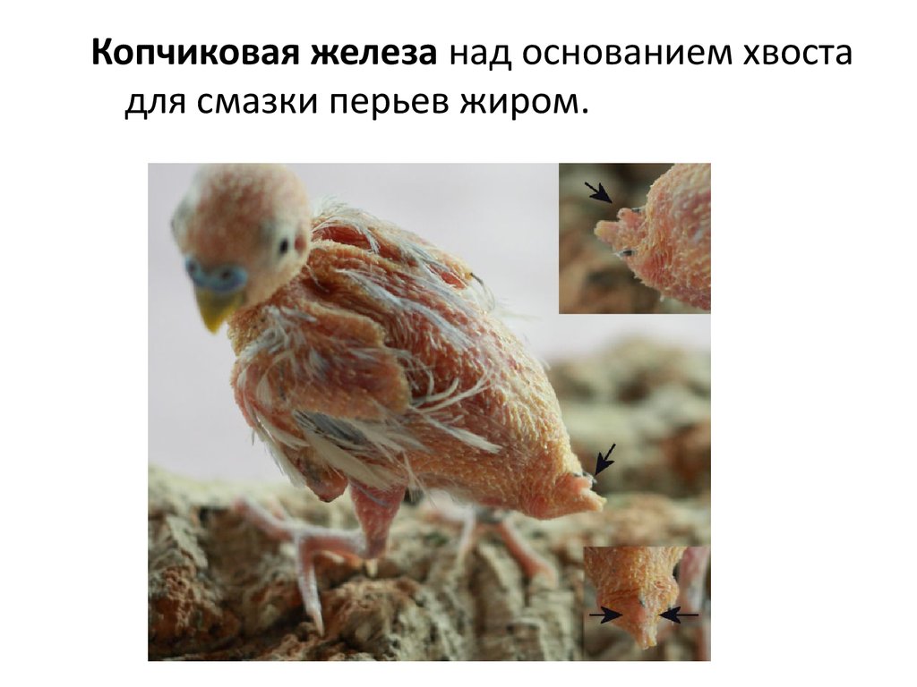 Секрет копчиковой железы птиц