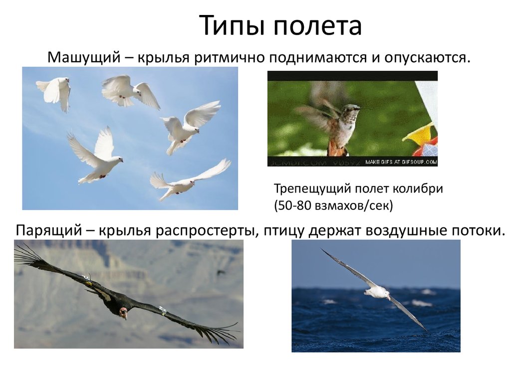 Методы полет птицы