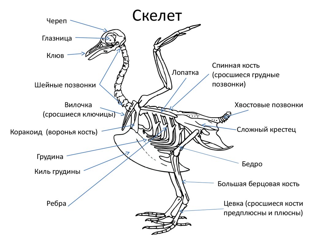 Скелет передней конечности птиц состоит из. Скелет птицы схема биология 7 класс. Скелет птицы биология 7 класс. Внутреннее строение птиц скелет. Строение скелета птицы 7 класс.