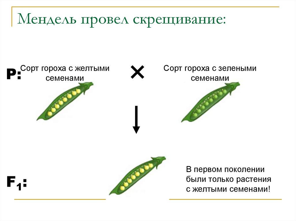 Мендель скрещивание гороха. Моногибридное скрещивание гороха. Альтернативные признаки гороха Менделя. Опыт Менделя с горохом. Признаки гороха Менделя.