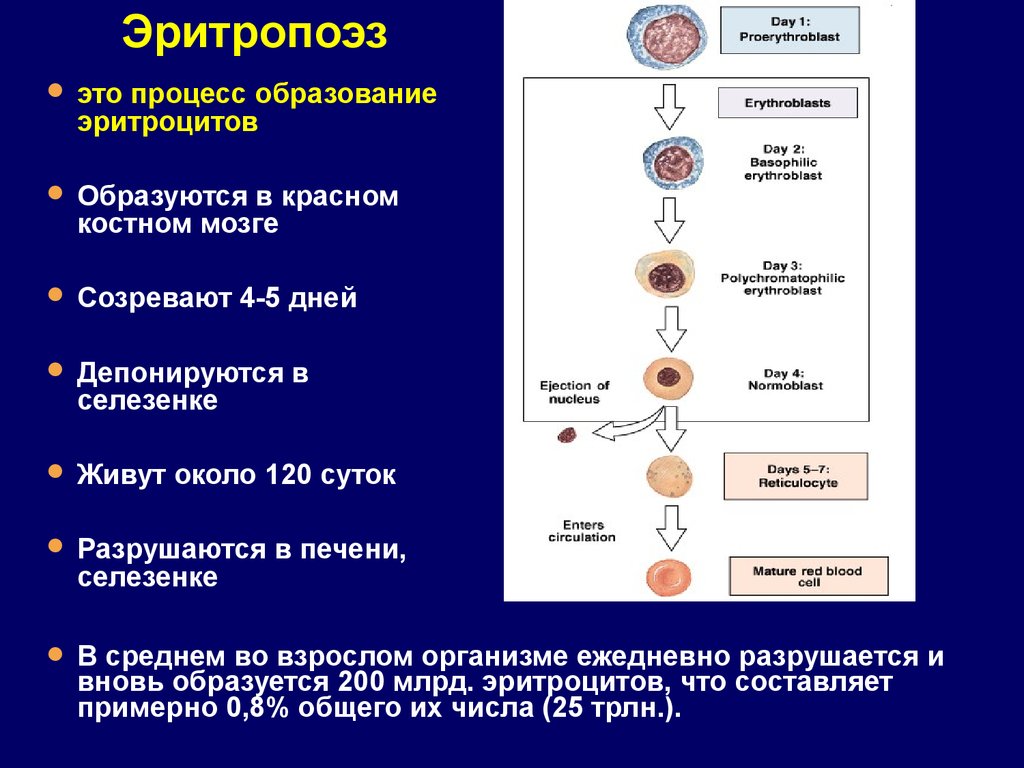 Синтез эритроцитов. Процесс образования клетки эритроцитов. Процесс образования эритроцитов схема. Механизм формирования клеток крови в костном мозге. Стадии образованияритроцита.
