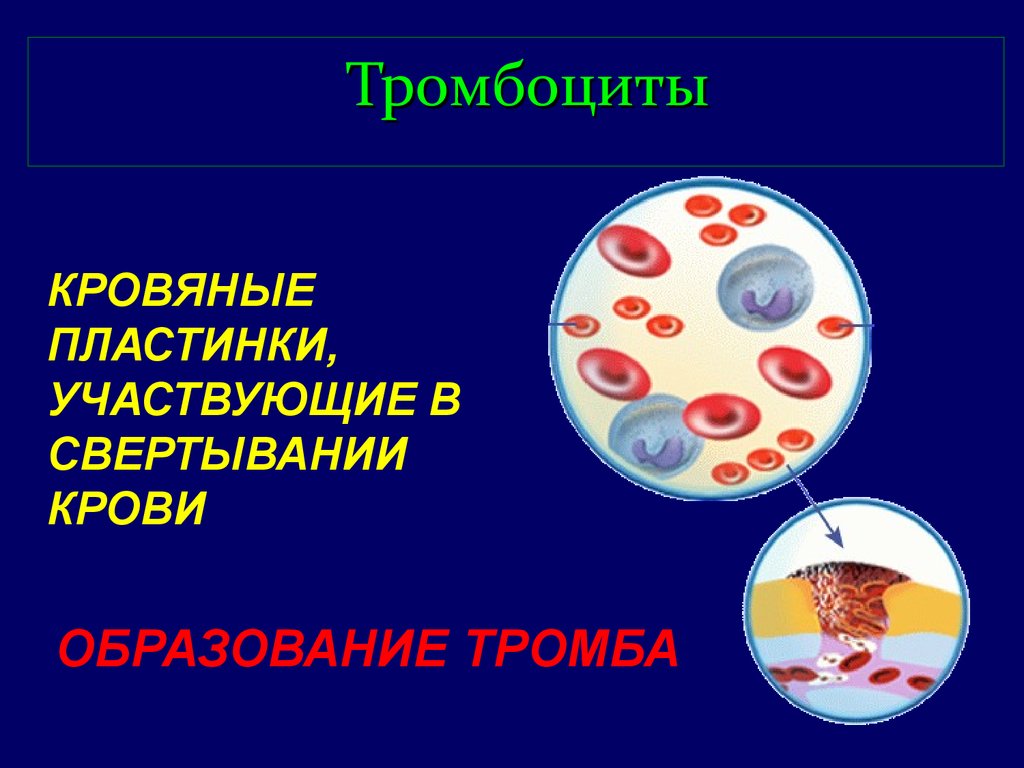 Тромбоциты и тромбы. Тромбоциты. Кровяные пластинки участвующие в свертывании крови. Образование тромбоцитов. Тромбоциты образование тромба.
