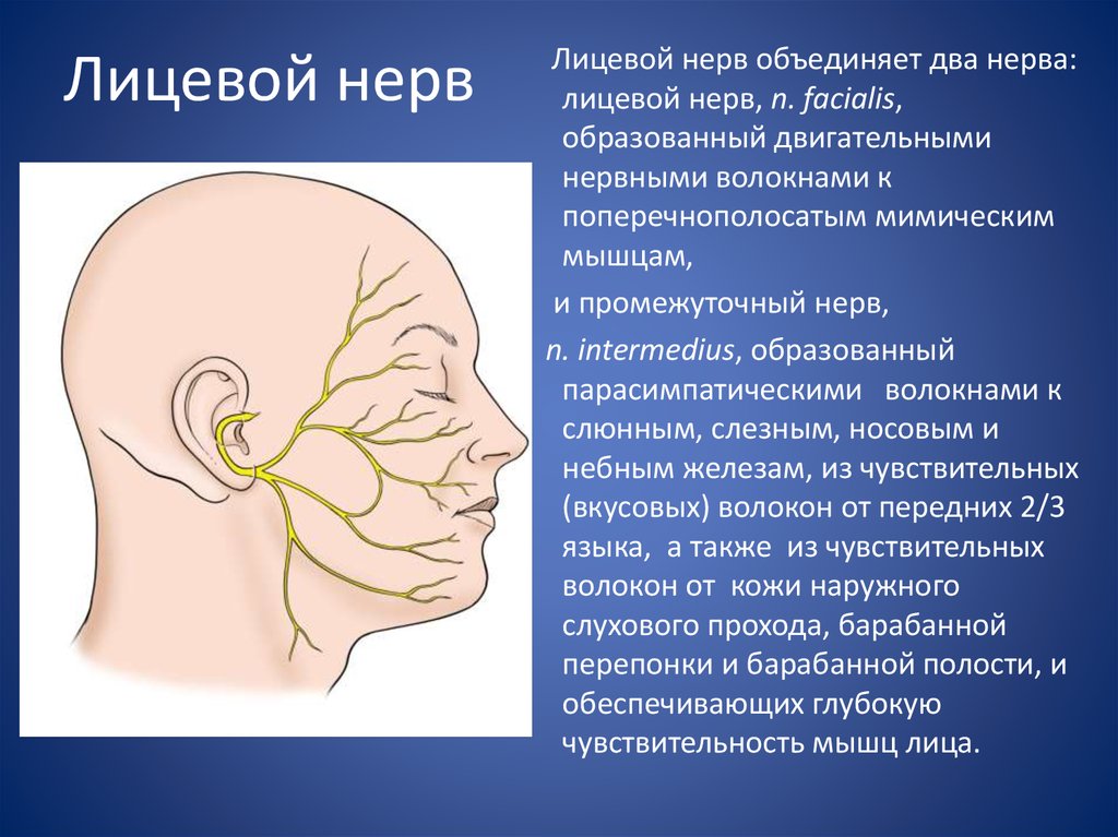Правый лицевой нерв. Лицевой нерв. Тройничный лицевой нерв. Воспаление тройничного лицевого нерва. Невралгия лицевого нерва.