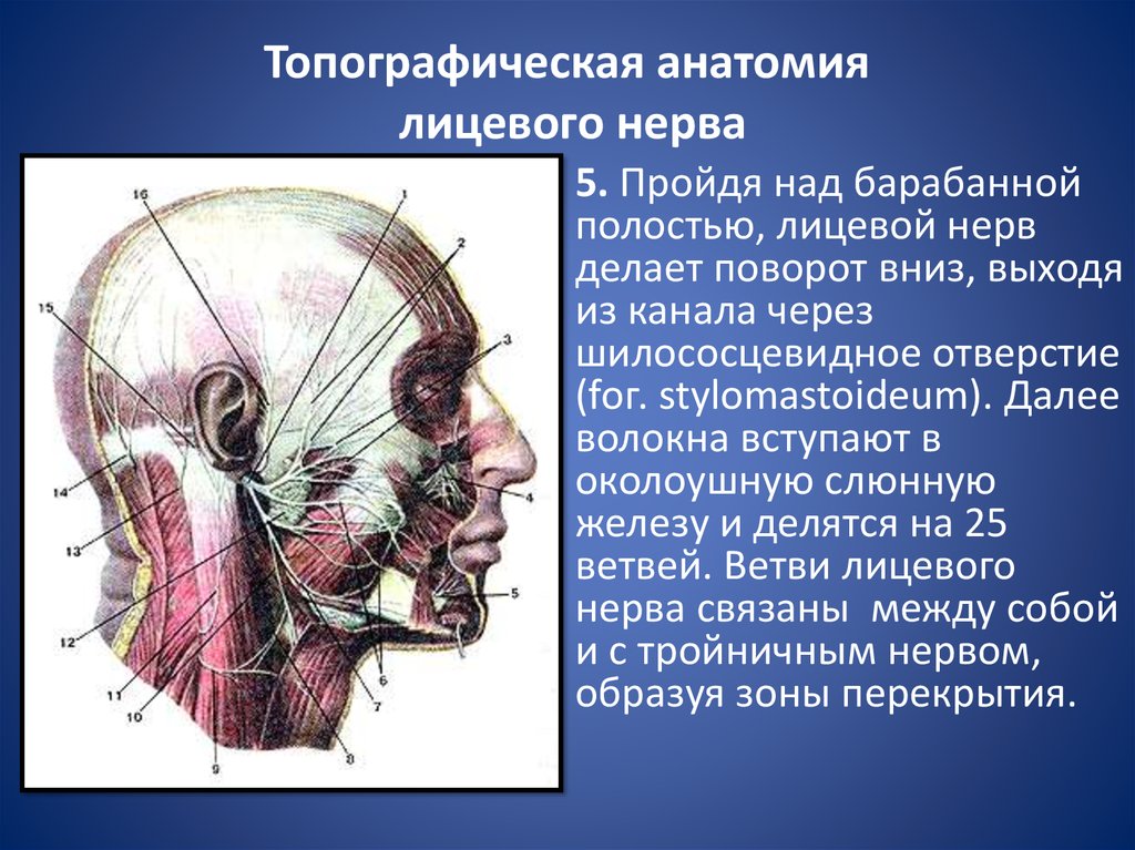 Нервы лицевого черепа. Лицевой нерв (n. Facialis). Ветви лицевого нерва (n. Facialis):. Двигательные волокна лицевого нерва. Лобная ветвь лицевого нерва анатомия.