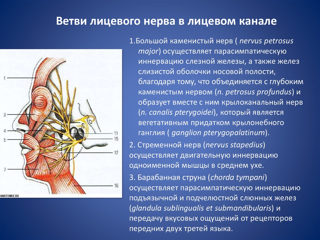 Слезная железа нерв. Ветви лицевого нерва и иннервация. Шейная ветвь лицевого нерва иннервирует. Иннервация слюнных желез. Мышцы иннервируемые ветвями лицевого нерва.