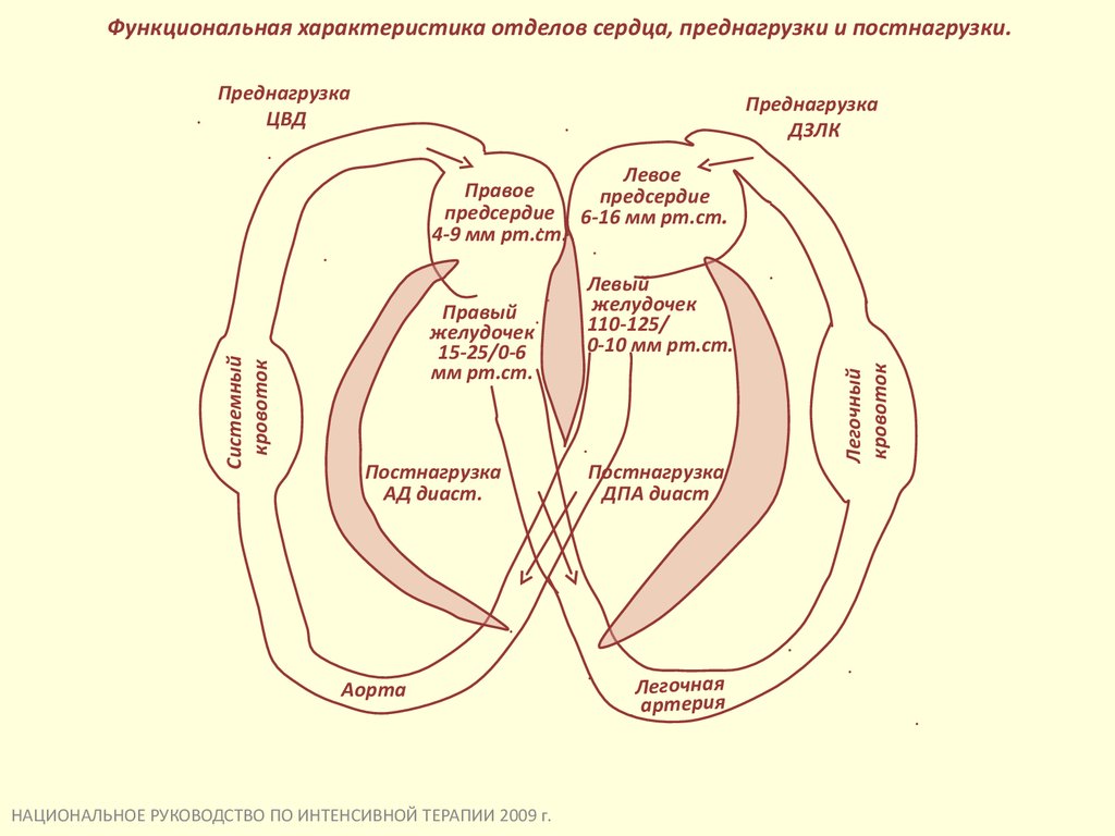 Функциональный характер. Пред и постнагрузка на сердце. Преднагрузка и постнагрузка сердца. Преднагрузка правого желудочка. Постнагрузка на миокард.