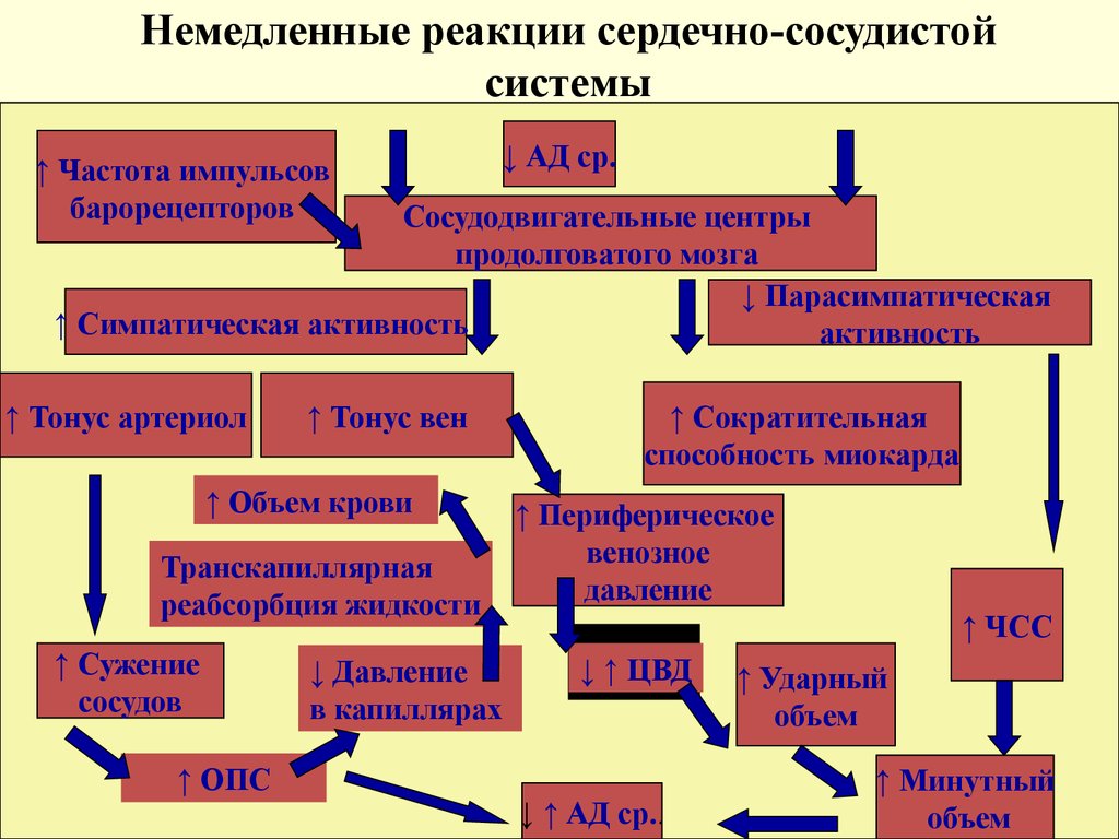 Приспособительные реакции при гипоксии. Реакции сердечно-сосудистой системы. Адаптивные реакции при гипоксии. Типы сердечно сосудистой реакции.