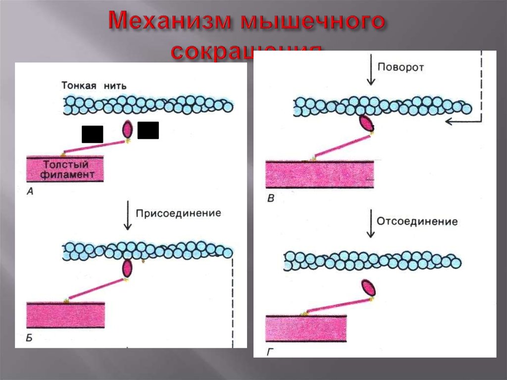 Презентация механизм мышечного сокращения