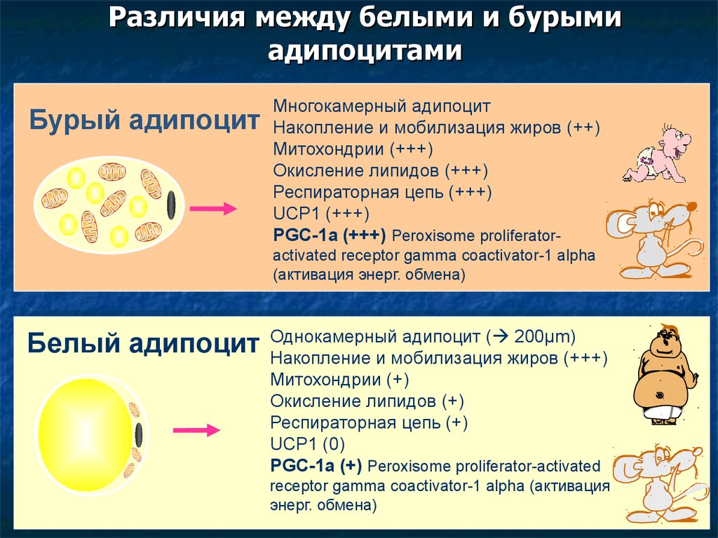 Между жир. Жировая ткань адипоциты. Адипоциты белой жировой ткани. Адипоциты бурой жировой ткани. Адипоцит функции.