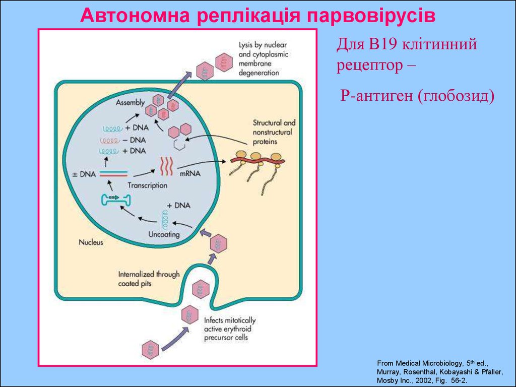 Rodina Parvoviridae Online Presentation