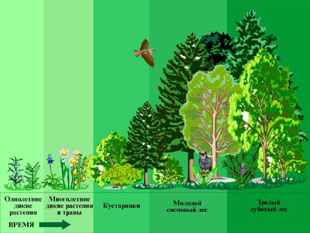 Живые организмы смешанного леса