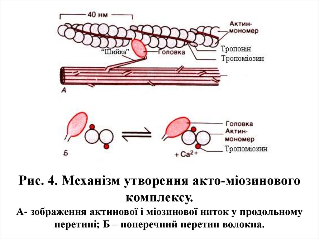 Миозин мышечной ткани