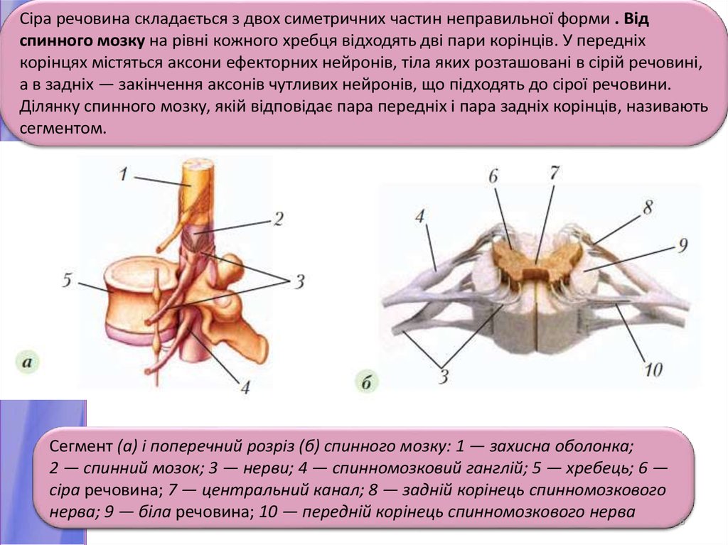 Латеральные борозды спинного мозга. Сіра речовина спинного мозку. Расширение центрального канала спинного мозга. Строение спинного мозга животных. Глиальные элементы спинного мозга.