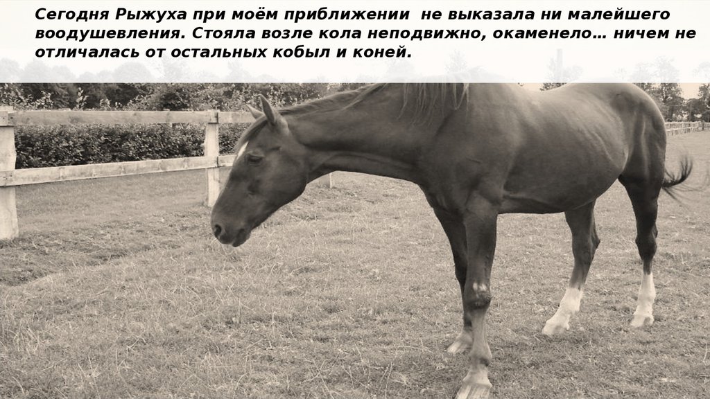 Почему плакала рыжуха. Фёдор Александрович Абрамов о чём плачут лошади. Рыжуха лошадь. Лошадь рыжуха из рассказа о чем плачут лошади. Рыжуха о чем плачут лошади.