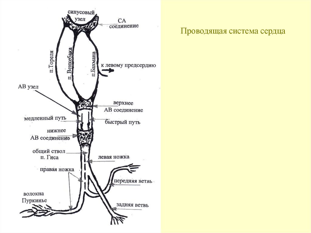 Система быстрый путь. Проводящие пути сердца. АВ узел сердца. Строение АВ узла. Анатомия АВ узла.