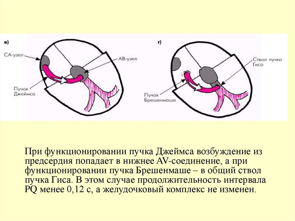 Количество узлов в стебле