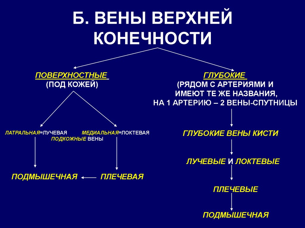 Таблица вен. Вены верхней конечности таблица. Вены нижней конечности таблица. Вены нижней конечности анатомия таблица. Вены верхней конечности поверхностные и глубокие таблица.