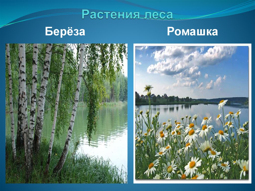 Разнообразие природы родного края 3 класс окружающий. Проект природа родного края. Разнообразие природы родного края. Разнообразие природы нашего края. Природа нашего края проект.