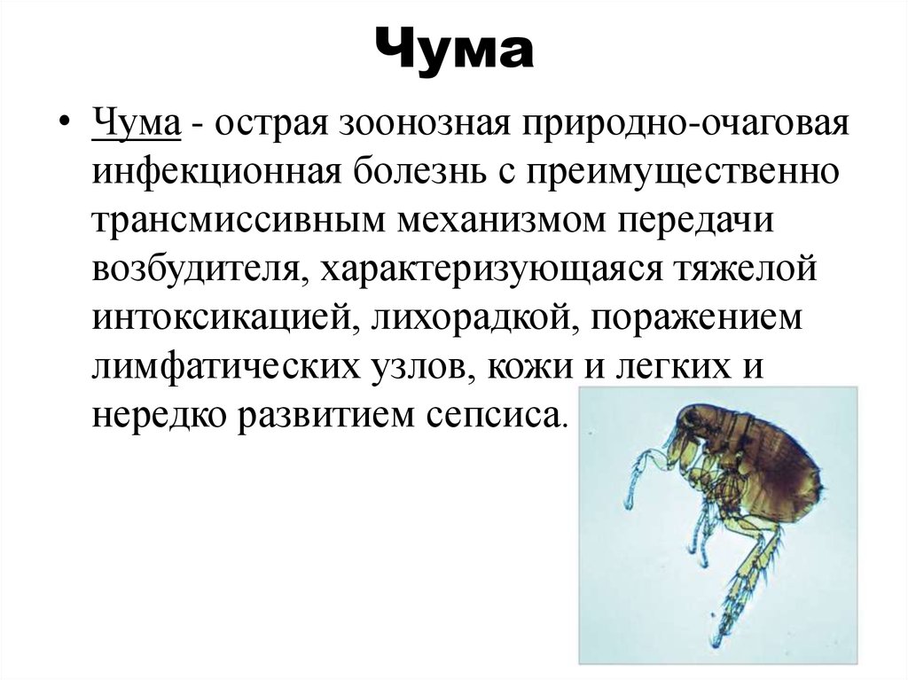 Чума инфекционные болезни презентация