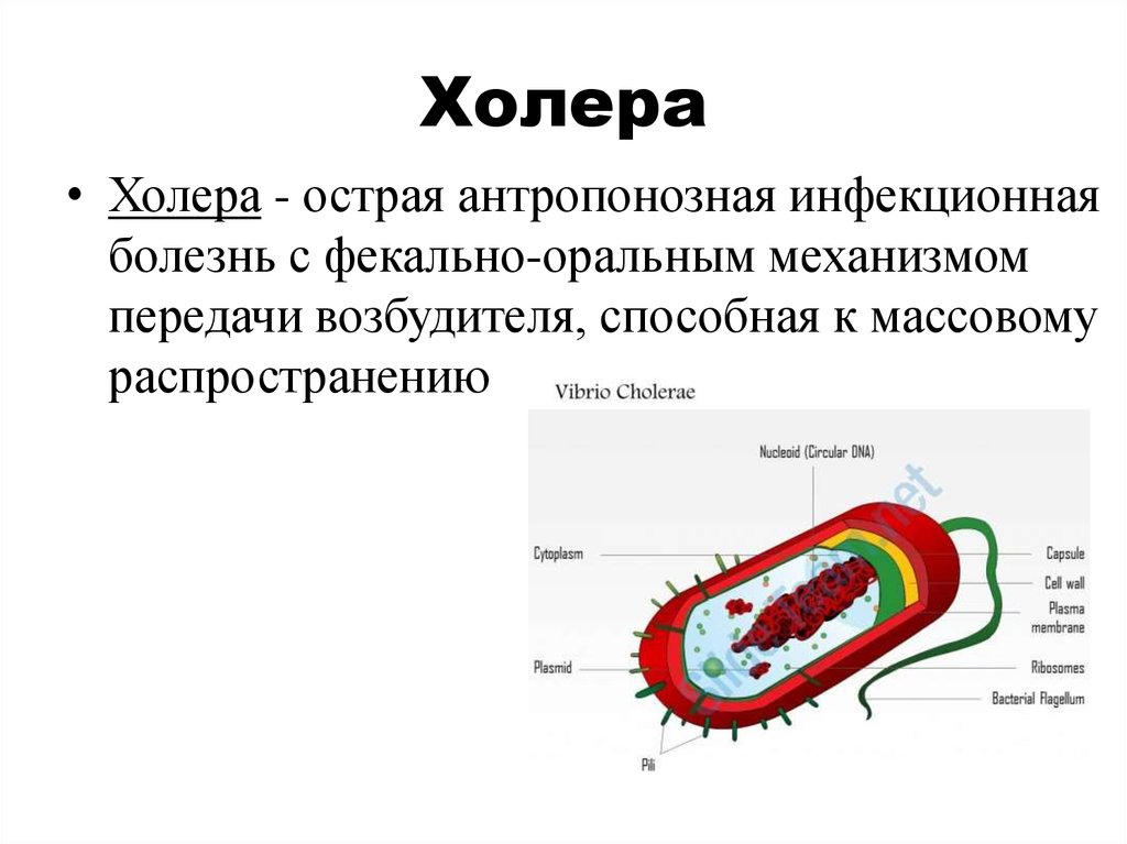 Холера рисунок бактерии