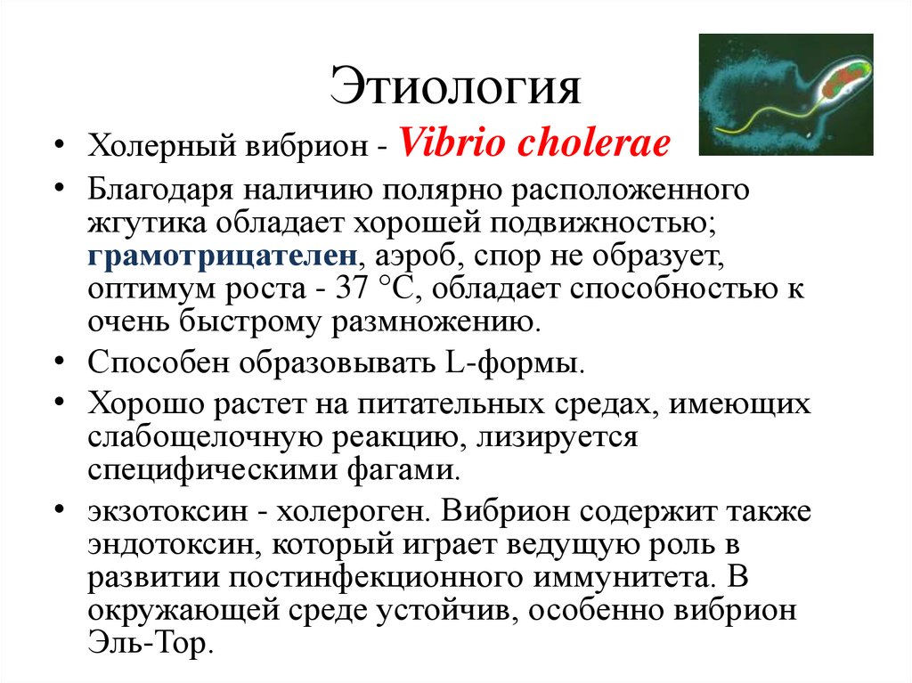 Чума тип питания. Тип размножения холерного вибриона. Вибрион холеры строение. Возбудители холеры кратко микробиология. Vibrio cholerae патогенез.