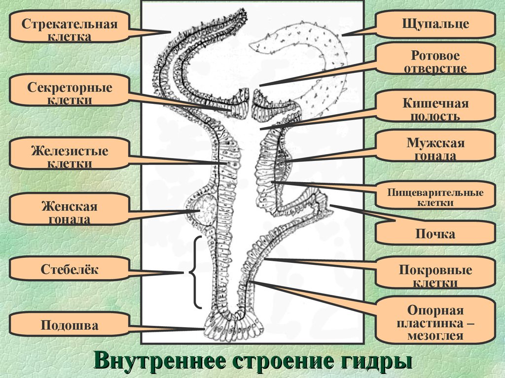 Строение гидры рисунок с подписями