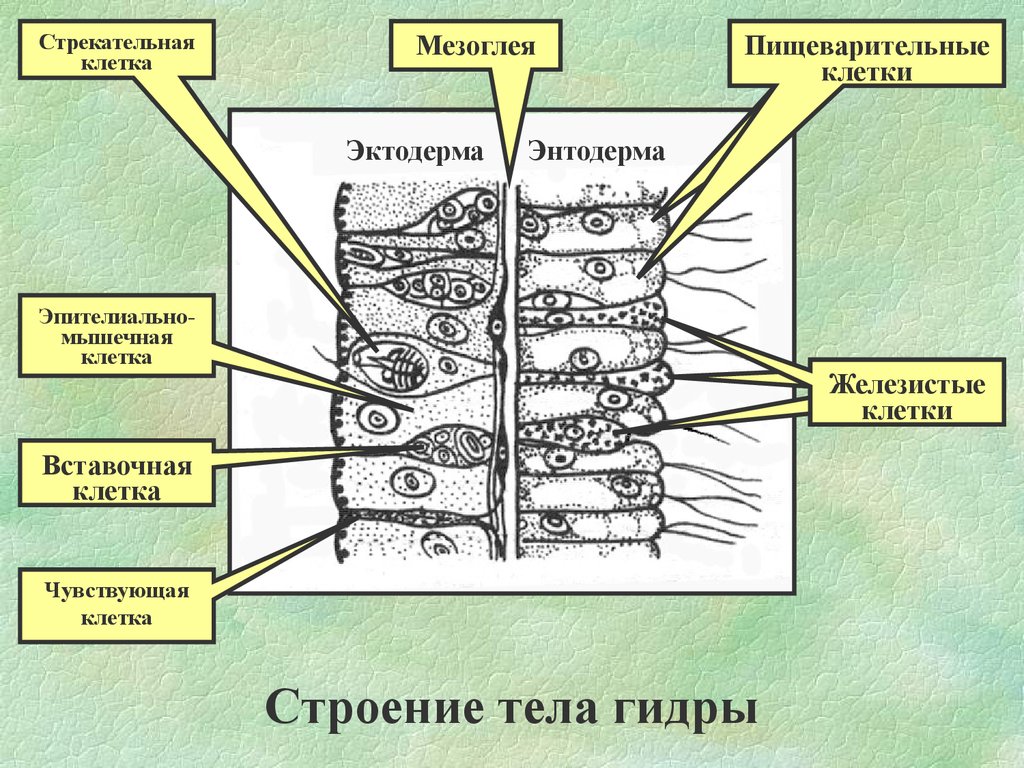 Энтодерма нервные клетки. Железистые клетки гидры. Строение эктодермы. Строение стенки тела гидры. Клетки кишечнополостных.