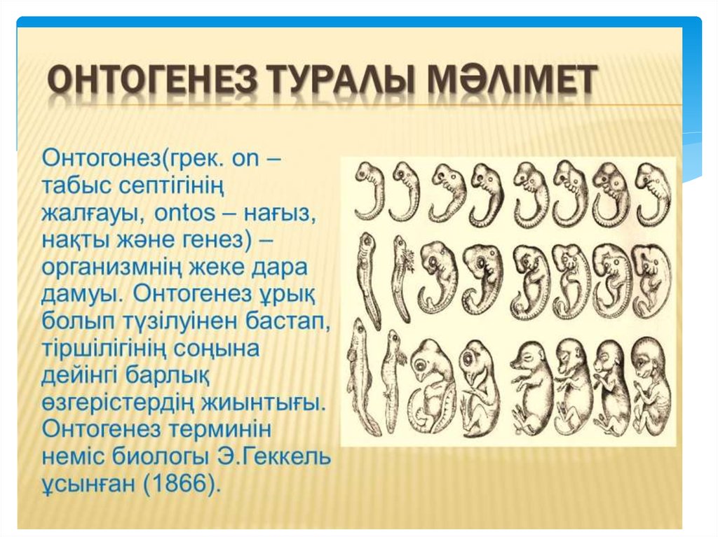 Онтогенез основа филогенеза презентация