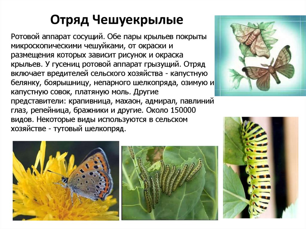 Какую функцию выполняют трахеи у капустной белянки. Отряд чешуекрылые представители. Отряд чешуекрылые капустная Белянка. Отряд чешуекрылые или бабочки общая характеристика. Чешуекрылые бабочки представители.