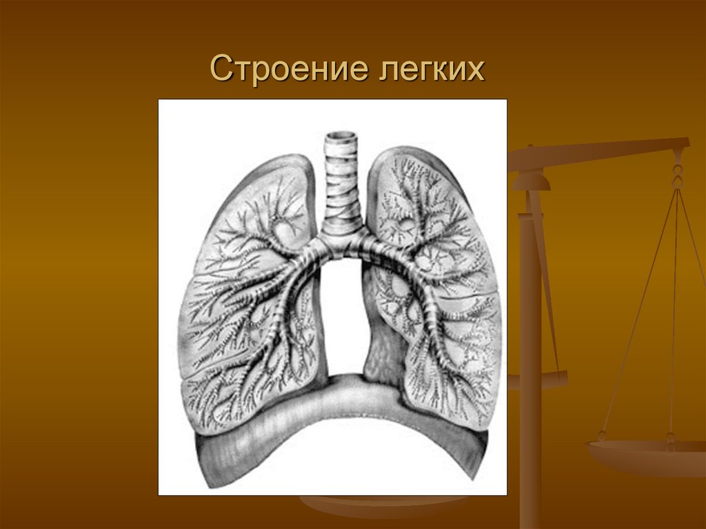 Легкие анатомия. Легкие строение. Анатомия легких. Легкое анатомия. Легкое строение анатомия.